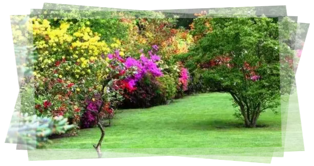 Podas de árboles en tu jardín Servicio de jardinería