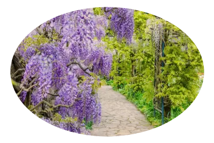 Servicio de Jardinería Mantenimiento de jardines